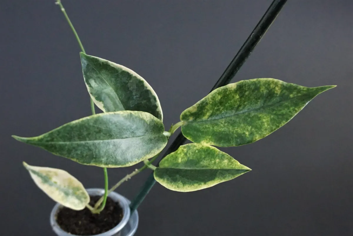 Hoya Archboldiana albomarginata - VioletViol - Home Garden: 1850+