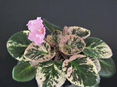 OS-Колокольчики для Тани  (С. Осипова)