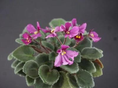 Wesley's Windblown Ragamuffin (W.Carter)