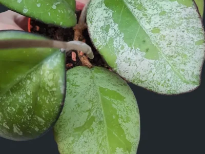 Hoya cv. Joy splash