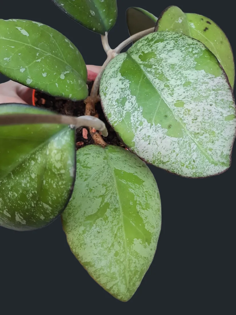 hoya cv joy 希少　レア品種 image_cc6e35b9-298c-4480-ac1f-