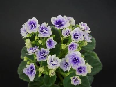 Optimara Little Moonstone (M.Holtkamp)
