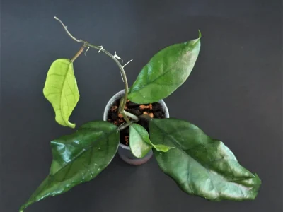 Hoya sp. Singapore
