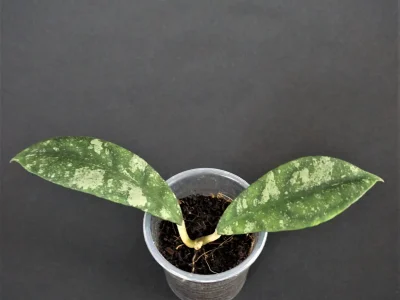Hoya corneri SR-2012-017