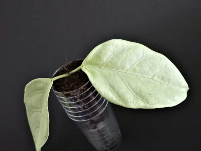 Hoya coriacea silver
