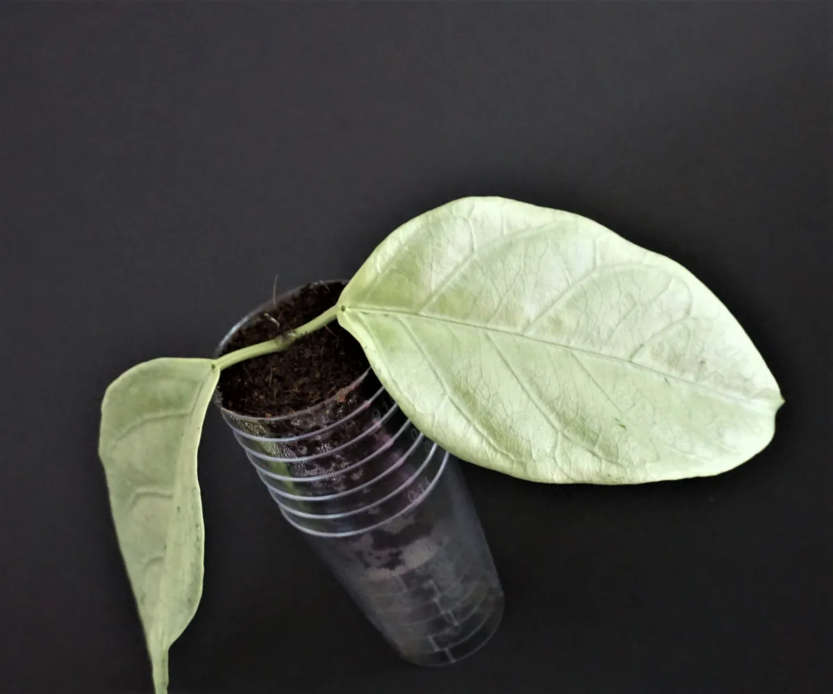 Hoya coriacea silver splash – Hoya Cuttings 珍種 レア ホヤ Hoya