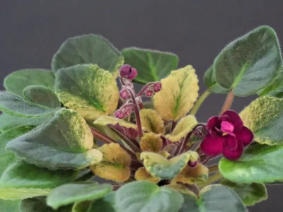 Celina Red Jewel (H.Pittman)