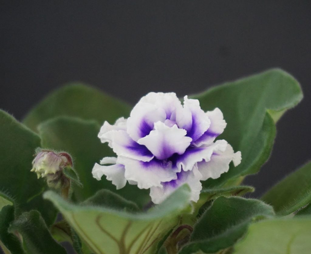 Dn-Royal Blue (Д.Денисенко) - VIOLETVIOL PLANTS COLLECTION