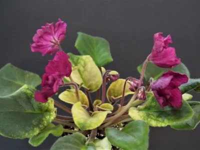 ЕК-Лампа Желаний (Е.Коршунова)