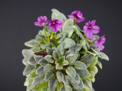 ЛеВ-Зимова Казка (Л.Чекарамит)