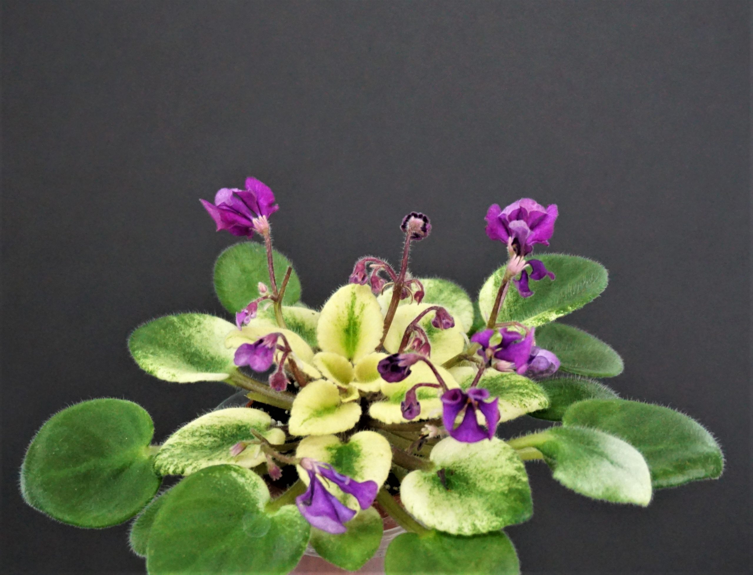 African Violets - Page 41 of 71 - VIOLETVIOL PLANTS COLLECTION