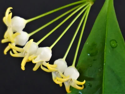Hoya occultata
