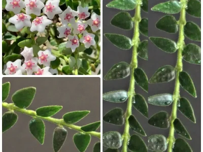 Hoya chinghungensis