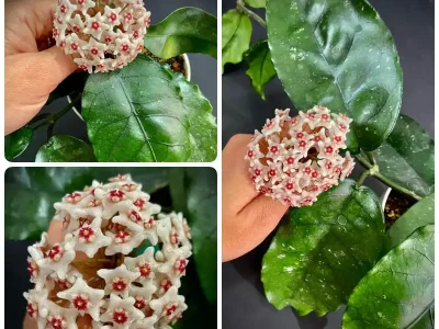 Hoya dasyantha from Vietnam (new Vietnam)