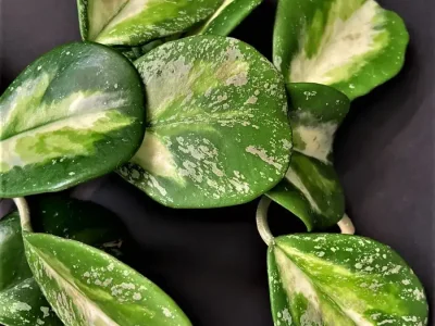 Hoya Obovata variegata splash