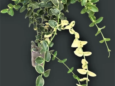 Hoya cumingiana albomarginata