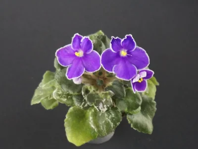 АВ-Контрольный Выстрел (Фиалковод)