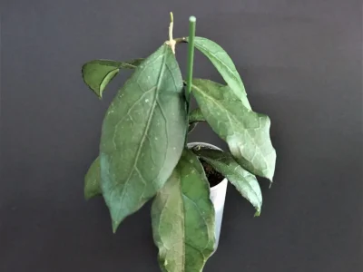 Hoya Clemensiorum