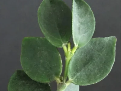Hoya corymbosa