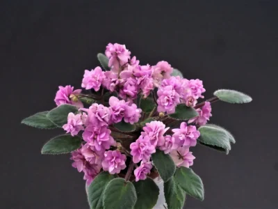 Orchard's Pink Chiffon (R.Wilson)
