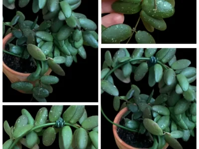 Hoya VL9