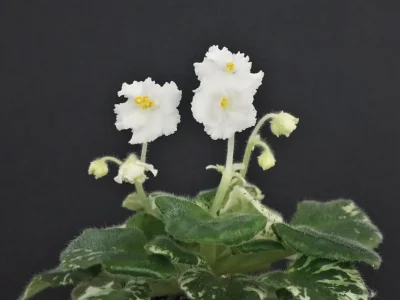 Ruffled Joy (H.Pittman)