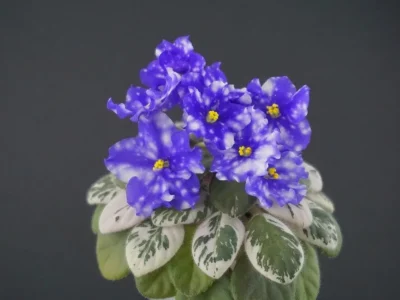 Hunter's  Andromeda (K. Muzalewski)