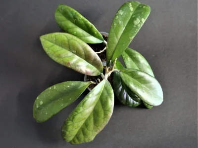 Hoya Aphrodite seeding ( selection by Patcharawalai)