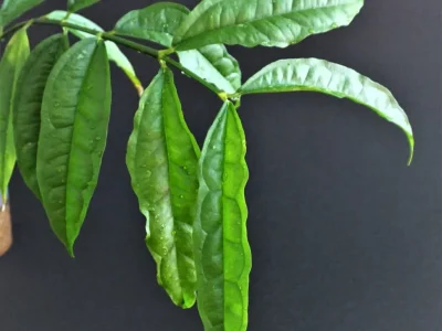 Hoya Medinillifolia