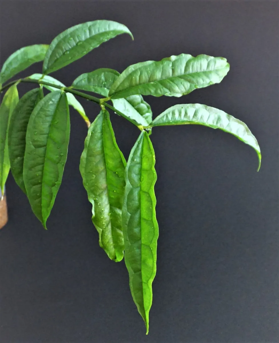 青花HOYA medinillifolia Hoya medinillifolia - Currlin Orchideen