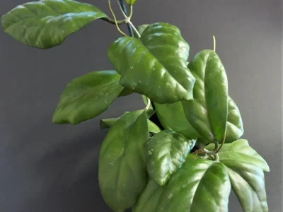 Hoya sp. AH-556 (Seeds – 002)