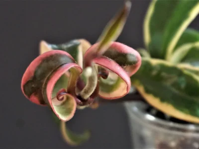 Hoya carnosa Marianna