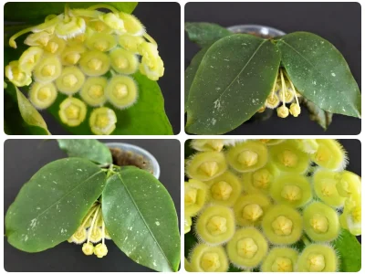 Hoya sp. Sumatra Candy