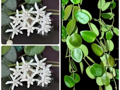 Hoya pulleana