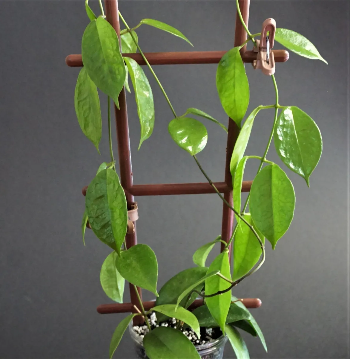 Hoya desvoeuxensis - VioletViol - Home Garden: 1850+ African