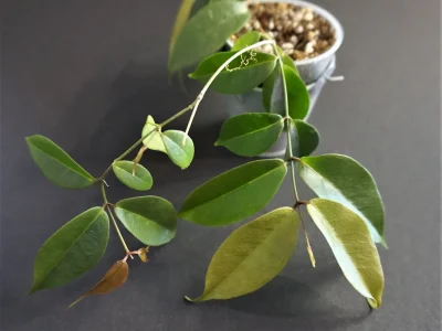 Hoya exilis