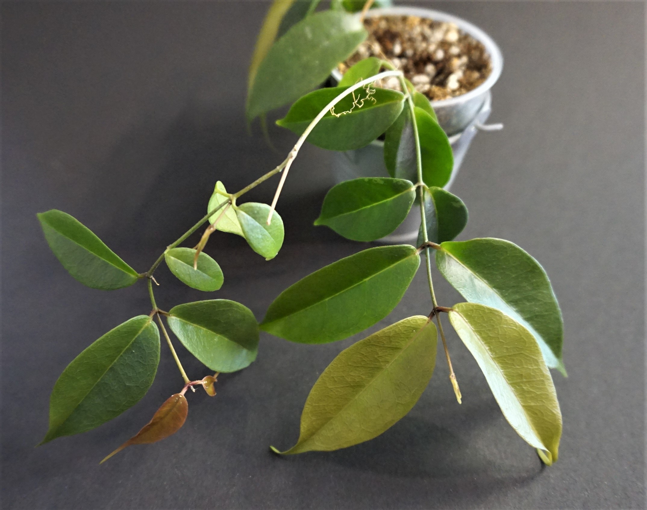 Hoya exilis - VIOLETVIOL PLANTS COLLECTION