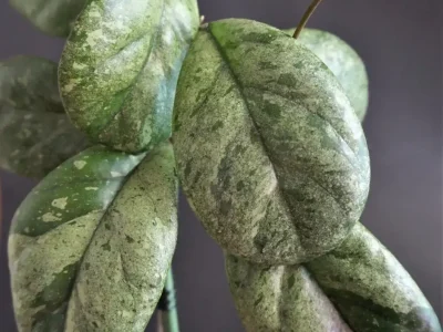 Hoya seedling (selection by patcharawalai)