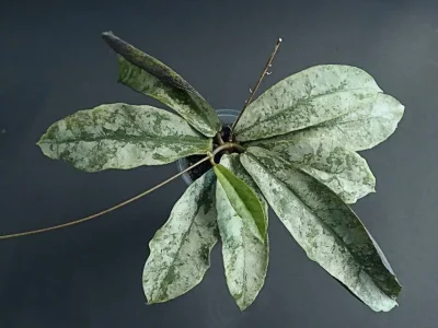 Hoya Mitrata Silver (Buntok Silver)