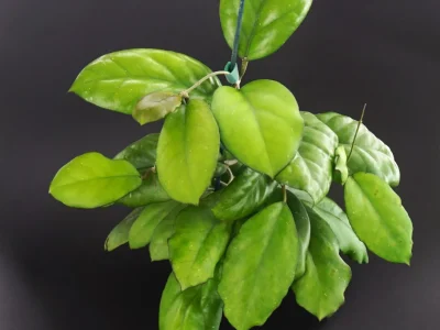 Hoya Seed Lek 006