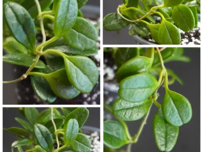 Hoya uniflora