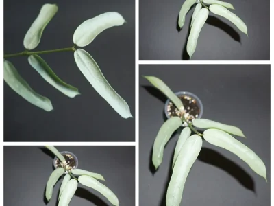 Hoya pandurata silver