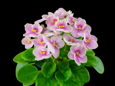 Hunter's Coral Caress (K.Muzalewski)