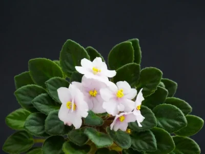 Rob's Itty Bitty (R. Robinson)