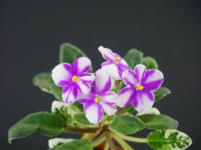 Ko's Grapefruit Julep (S.Ko)