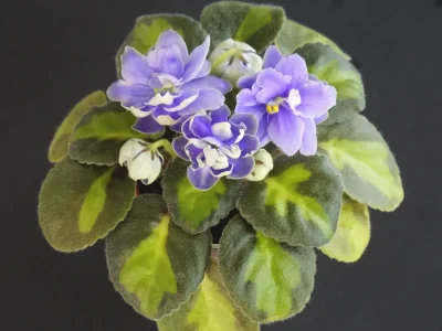 N-Adam leaf chimera