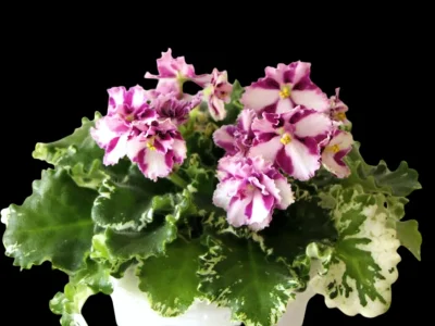 Mac's Crystal Cupid (G.McDonald)