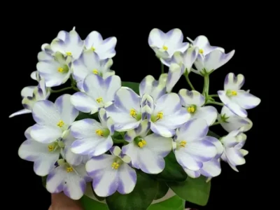Марина Цветаева (М.Басенина)
