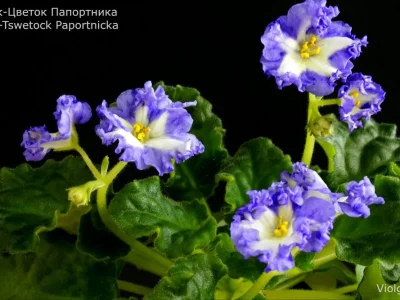 Ник-Цветок Папортника (Булко/Дементьева)