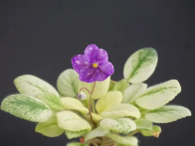 RUD-Gravity (E.Rudnitskiy)